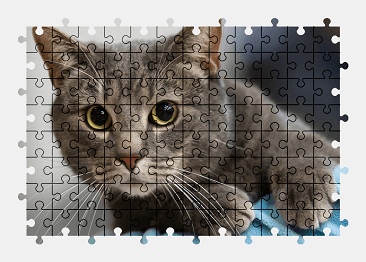 Jigsaw puzzle online cat,animal,pet