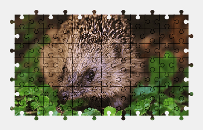 Jigsaw puzzle online hedgehog,animal