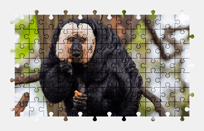 Jigsaw puzzle online monkey,primate,animal,nature,colorful