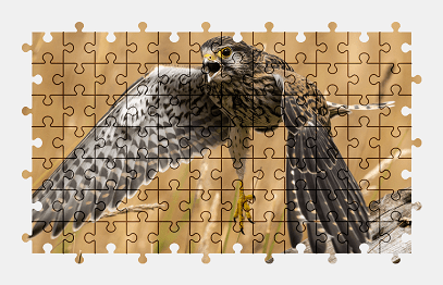 Jigsaw puzzle online bird,animal,nature,colorful
