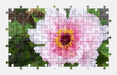 Jigsaw puzzle online peony,flower,nature,colorful