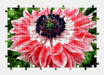 Jigsaw puzzle online pink,anemone,flower,nature,beautiful,colorful