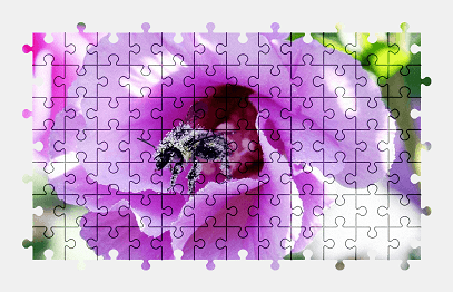 Jigsaw puzzle online rose-of-sharon,flower,garden,nature,colorful,bee