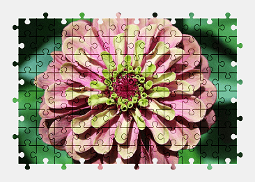Jigsaw puzzle online zinnia,flower,blossom,summer,nature,colorful