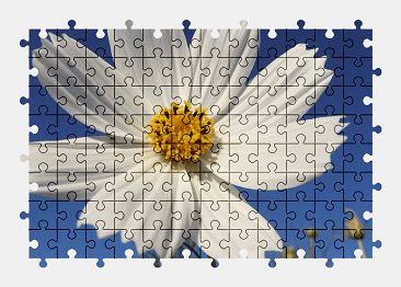 Jigsaw puzzle online white,cosmos,flower,nature,beautiful,colorful