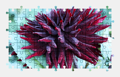 Jigsaw puzzle online dahlia,flower,plant,nature