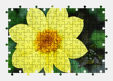 Jigsaw puzzle online dahlia,flower,nature