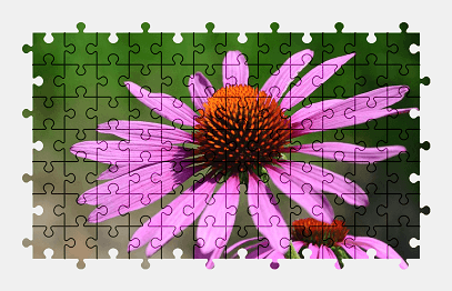 Jigsaw puzzle online purple,echinacea,flower,nature,summer,colorful
