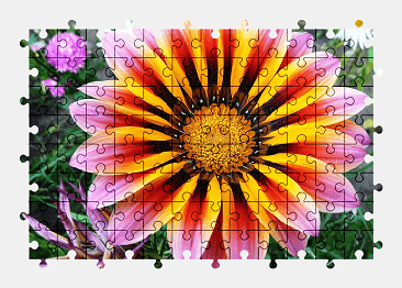 Jigsaw puzzle online gazania,flower,garden,summer,nature,colorful,color