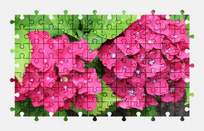 Jigsaw puzzle online flower,hydrangea,colorful,plant,nature