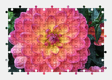 Jigsaw puzzle online pink,dahlia,flower,summer,nature,colorful