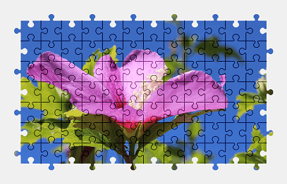 Jigsaw puzzle online rose-of-sharon,flower,pink,nature,colorful