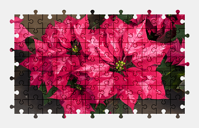 Jigsaw puzzle online flower,plant,nature