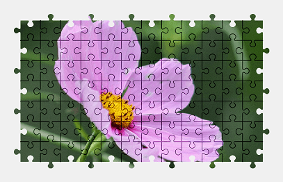 Jigsaw puzzle online pink,cosmos,flower,nature,colorful