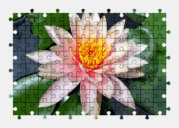 Jigsaw puzzle online pink,water-lily,flower,nature,colorful