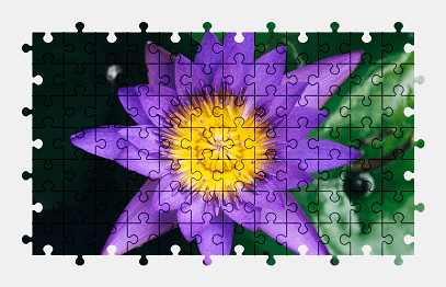 Jigsaw puzzle online purple,water-lily,flower,pond,nature,colorful