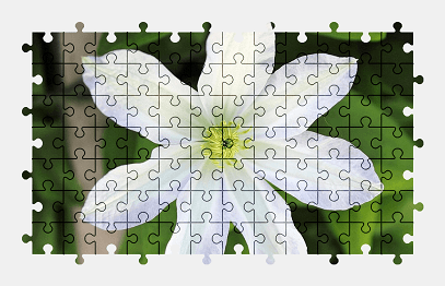 Jigsaw puzzle online white,clematis,flower,nature,colorful