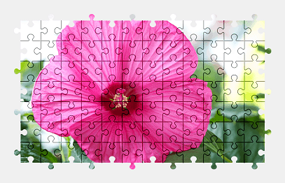 Jigsaw puzzle online pink,hibiscus,flower,colorful,nature,garden