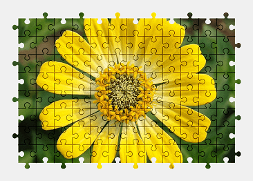 Jigsaw puzzle online yellow,zinnia,flower,bloom,nature,colorful