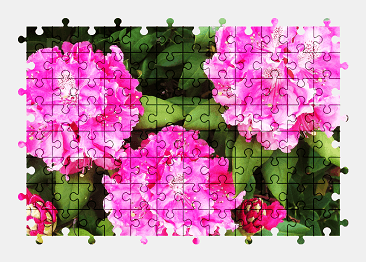 Jigsaw puzzle online pink,flower,nature,colorful