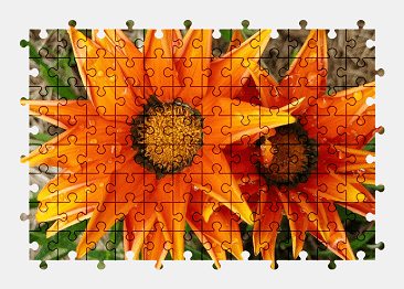 Jigsaw puzzle online orange,gazania,flower,nature,colorful