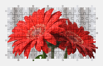 Jigsaw puzzle online red,gerbera,flower,plant,colorful