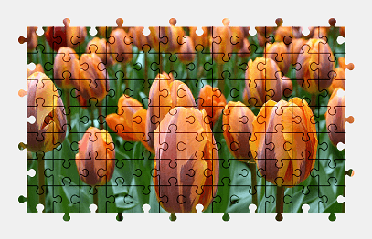 Jigsaw puzzle online flower,tulip,holland,spring,nature