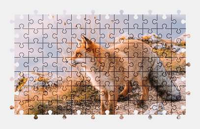 Jigsaw puzzle online fox,animal,nature,colorful