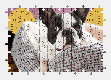 Jigsaw puzzle online bulldog,dog,animal,pet,colorful