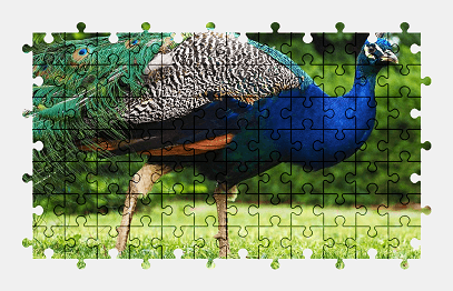 Jigsaw puzzle online bird,animal,grass,blue,nature,colorful