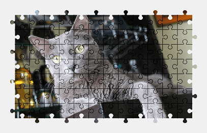 Jigsaw puzzle online cat,animal,pet
