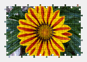 Jigsaw puzzle online gazania,flower,nature,colorful