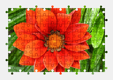 Jigsaw puzzle online gazania,flower,nature,colorful