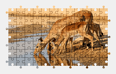 Jigsaw puzzle online gazelle,antelope,africa,wildlife,animal,water,colorful