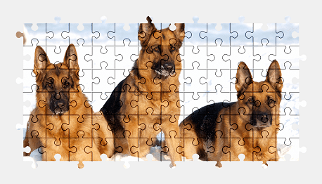 Jigsaw puzzle online german-shepherd,dog,animal,snow,colorful,pet