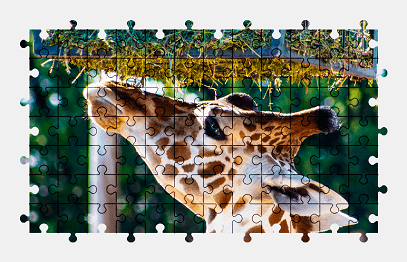 Jigsaw puzzle online giraffe,animal,colorful