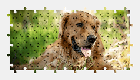 Jigsaw puzzle online golden-retriever,dog,animal,colorful