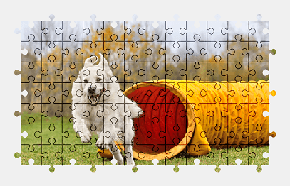 Jigsaw puzzle online golden-retriever,dog,animal,colorful