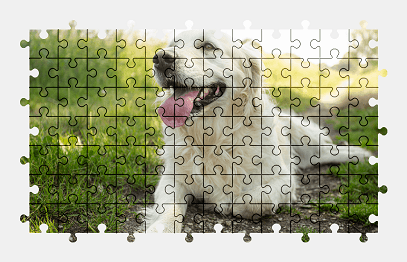 Jigsaw puzzle online golden-retriever,dog,animal,nature,colorful