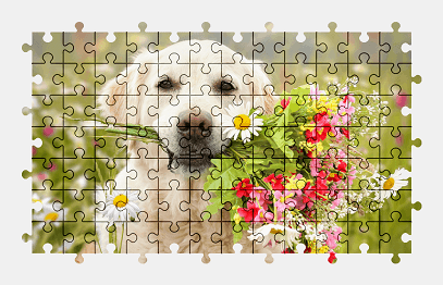 Jigsaw puzzle online golden-retriever,dog,animal,flower,nature,colorful