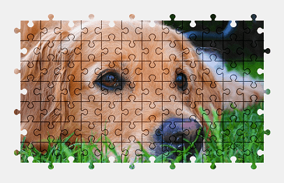 Jigsaw puzzle online golden-retriever,dog,pet,animal,grass,colorful