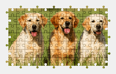 Jigsaw puzzle online golden-retriever,dog,animal,retriever,colorful