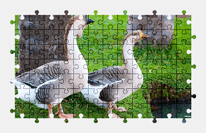 Jigsaw puzzle online goose,bird,animal,nature,colorful