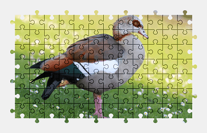 Jigsaw puzzle online goose,bird,nature,colorful,wild,park,animal
