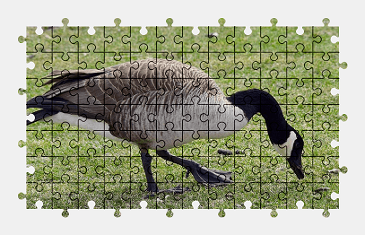 Jigsaw puzzle online goose,bird,animal,grass,nature