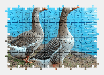 Jigsaw puzzle online goose,bird,animal