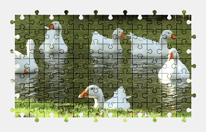 Jigsaw puzzle online goose,bird,animal,colorful,nature