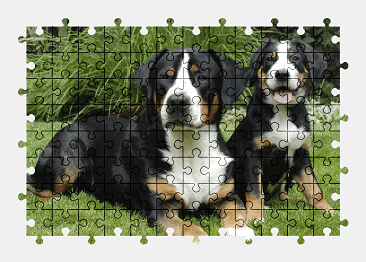 Jigsaw puzzle online dog,animal,colorful