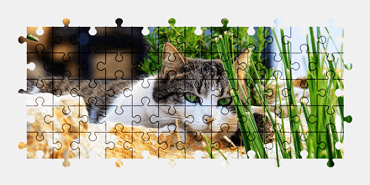 Jigsaw puzzle online cat,animal,colorful