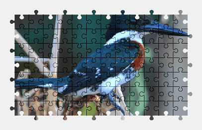 Jigsaw puzzle online bird,animal,nature